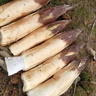 棕包米云南新鲜蔬菜纯天然野生包米花苞蔬菜棕榈棕笋棕树带壳花带