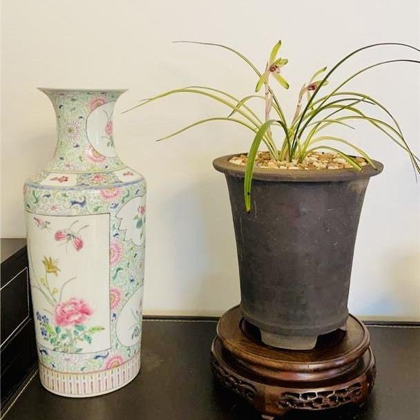 兰花春兰名品花艺双全【金泉】盆栽名贵兰花苗绿植花卉大全