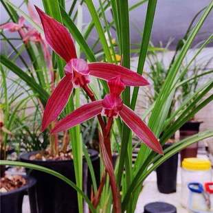 即将上花新品兰花苗春兰《九乡红》浓香型室内园林花卉大全盆栽