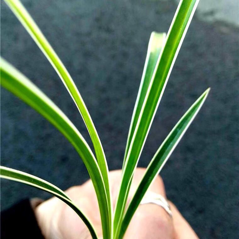 秋芝优质 兰花苗 雪白边艺草浓香鲜花卉客厅盆栽绿植好养阳台