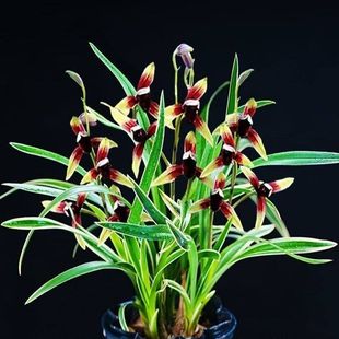 当年开花新品金边矮种兰花苗【金尊红颜】室内客厅水培款懒人盆栽