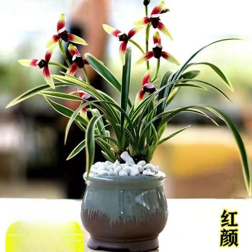 开花浓香型兰花金边矮种【金尊红颜】阳台花卉盆栽绿植室内外花卉,鲜花速递/花卉仿真/绿植园艺,国兰/杂交兰/洋兰类,淘宝优惠券,粉丝福利购,淘宝优惠卷