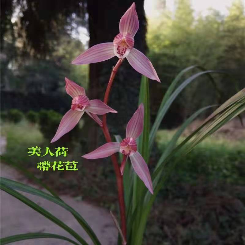 带花苞浓香名贵兰花苗【美人荷】自家兰场室内外盆栽绿植花卉大全