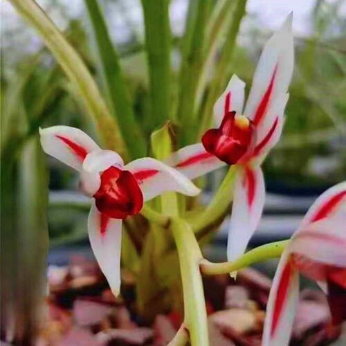 带花苞寒兰细叶红色兰花苗【高艳】室内外花卉绿植庭院懒人盆栽