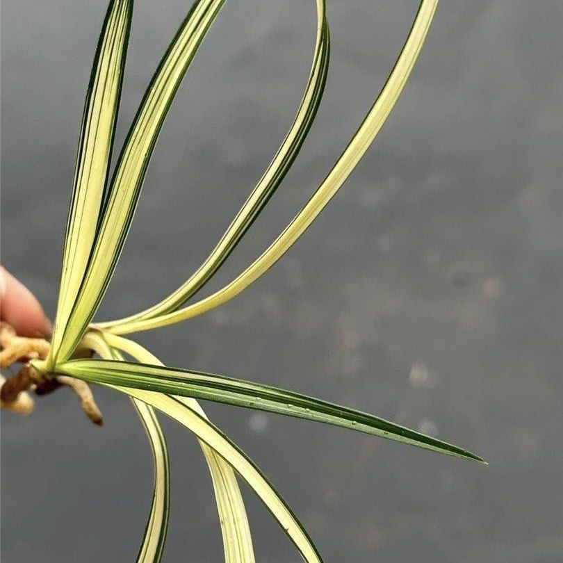 春兰黄金中透绿帽【八云锦】老种盆栽浓香高端铭品名贵绿植