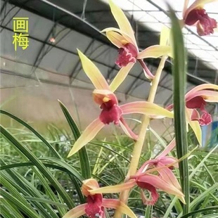 带花苞老品种蕙兰【画梅】十大名贵兰花苗室内外绿植名贵花卉大全
