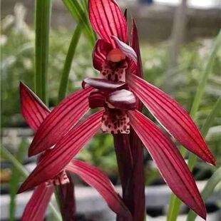 即将上花新品兰花大全【板桥遗墨】阳台室内外浓香型花卉基地直发