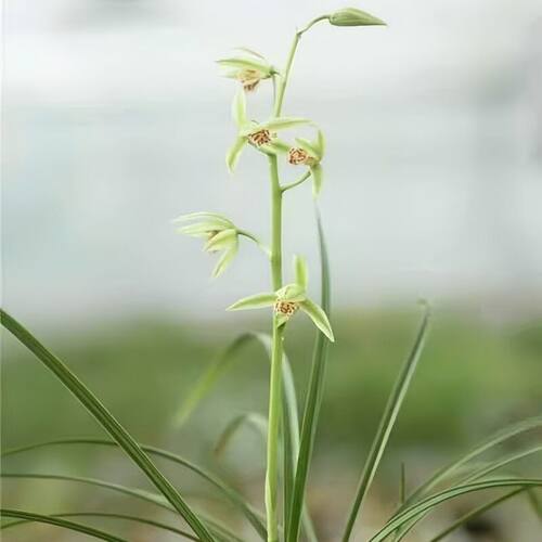 带花苞惠兰盆栽新品兰花苗【绿玉青瑶】室内外绿植阳台懒人花卉