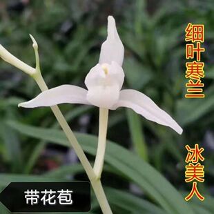 带花苞名贵品种细叶寒兰【冰美人】花卉大全浓香型室内外办公绿植