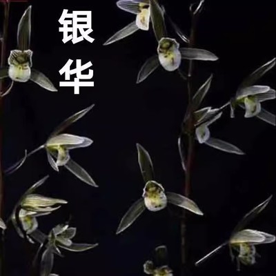 带花苞开花浓香型名贵细叶寒兰