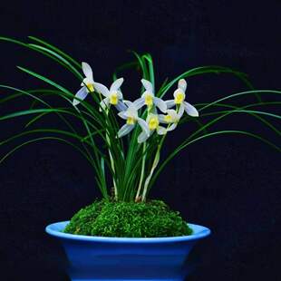 即将上花新品兰花苗【灵犀素】阳台室内浓香花卉大全基地直发绿植