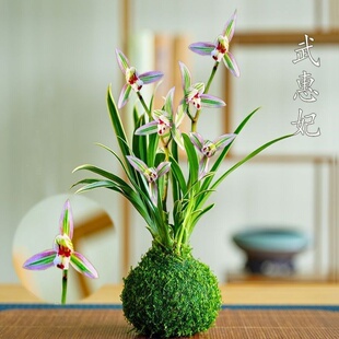 新品金边兰花苗建兰【武惠妃】当年开花浓香绿植花卉室内外盆栽