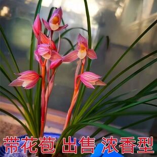 带花苞十大名贵品种新品色花【红灯笼】兰花浓香型好养活花卉大全