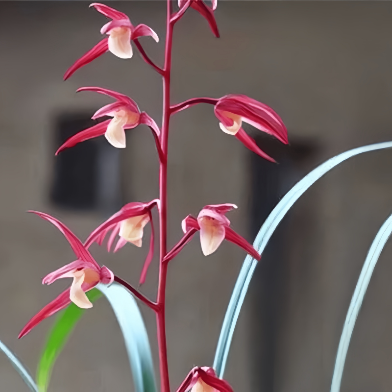 带花苞兰花苗新品色花细叶寒兰【