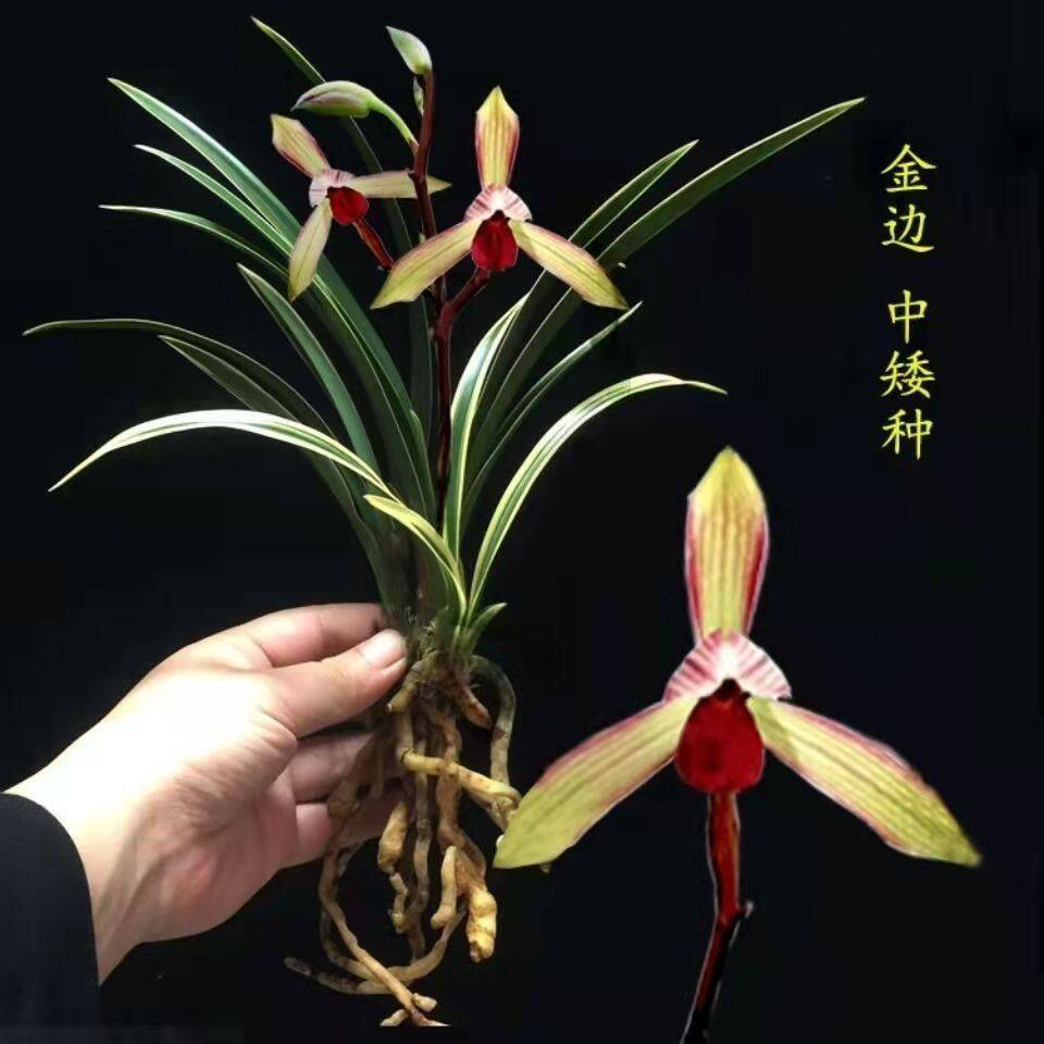 金边兰花苗中矮种盆栽好养浓香兰花【紫金红素】室内花卉盆栽绿植