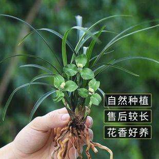 带花苞春兰细叶矮种兰花苗【绿云梅】室内小绿植花卉盆栽开花浓香