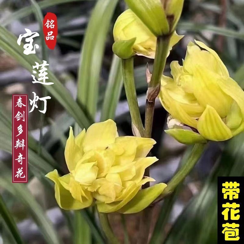 带花苞兰花春剑铭品【宝莲灯】多瓣奇花阳台室内外盆栽花卉大全