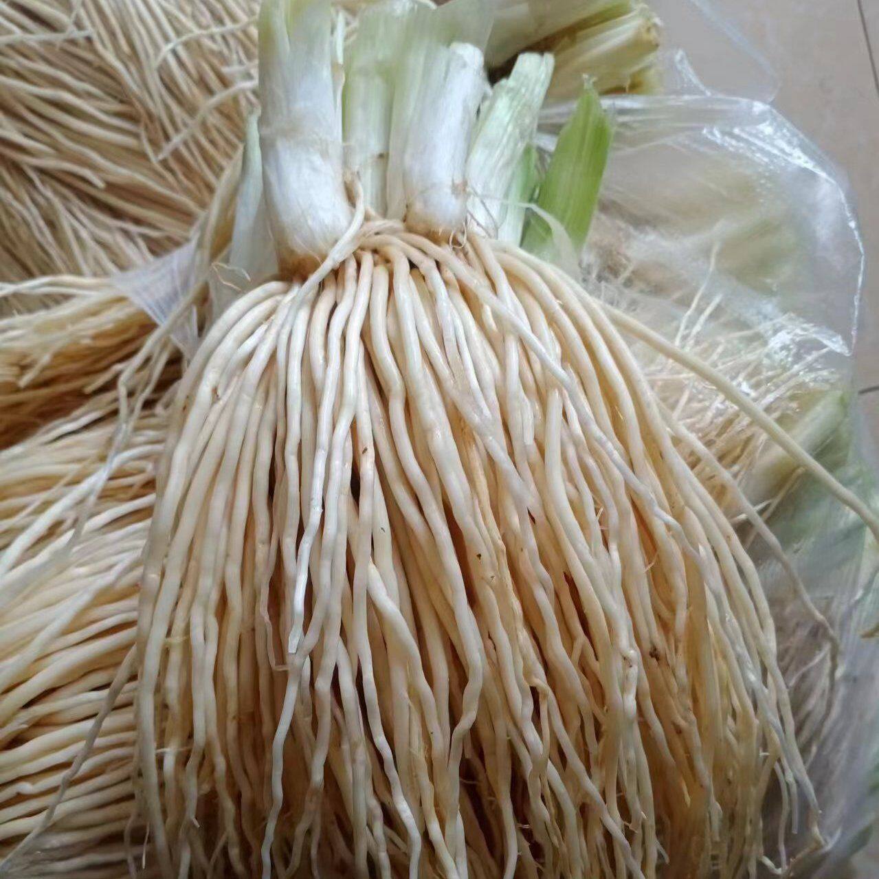 新疆包邮撇菜根佤味牛皮苤菜根云南大韭菜根 麻辣凉拌 腌制 炖汤