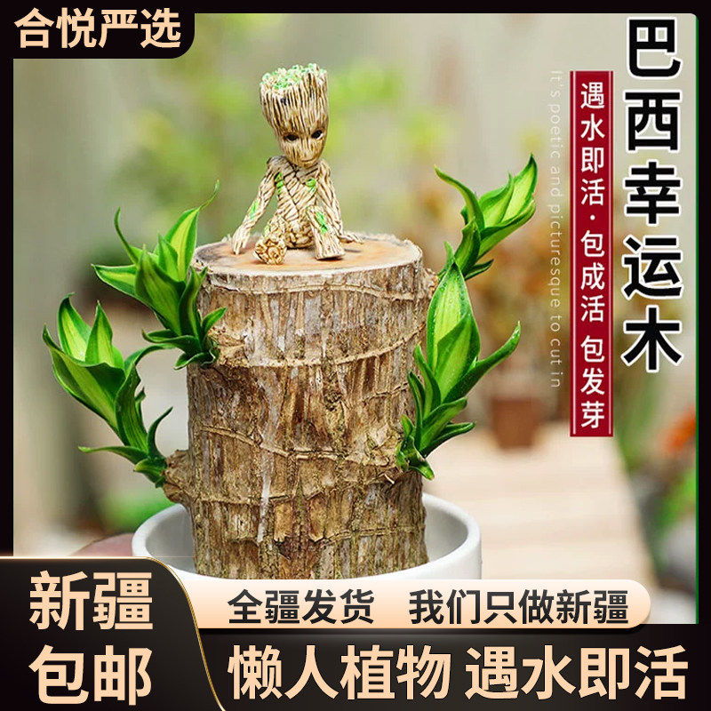 新疆包邮巴西木开花水养格鲁特小木人水培幸运木室内好养绿植盆栽