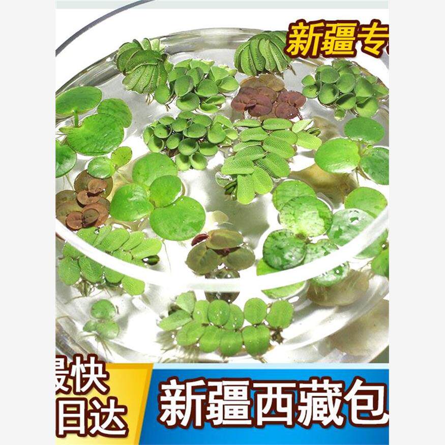 新疆西藏包邮鱼缸浮萍水
