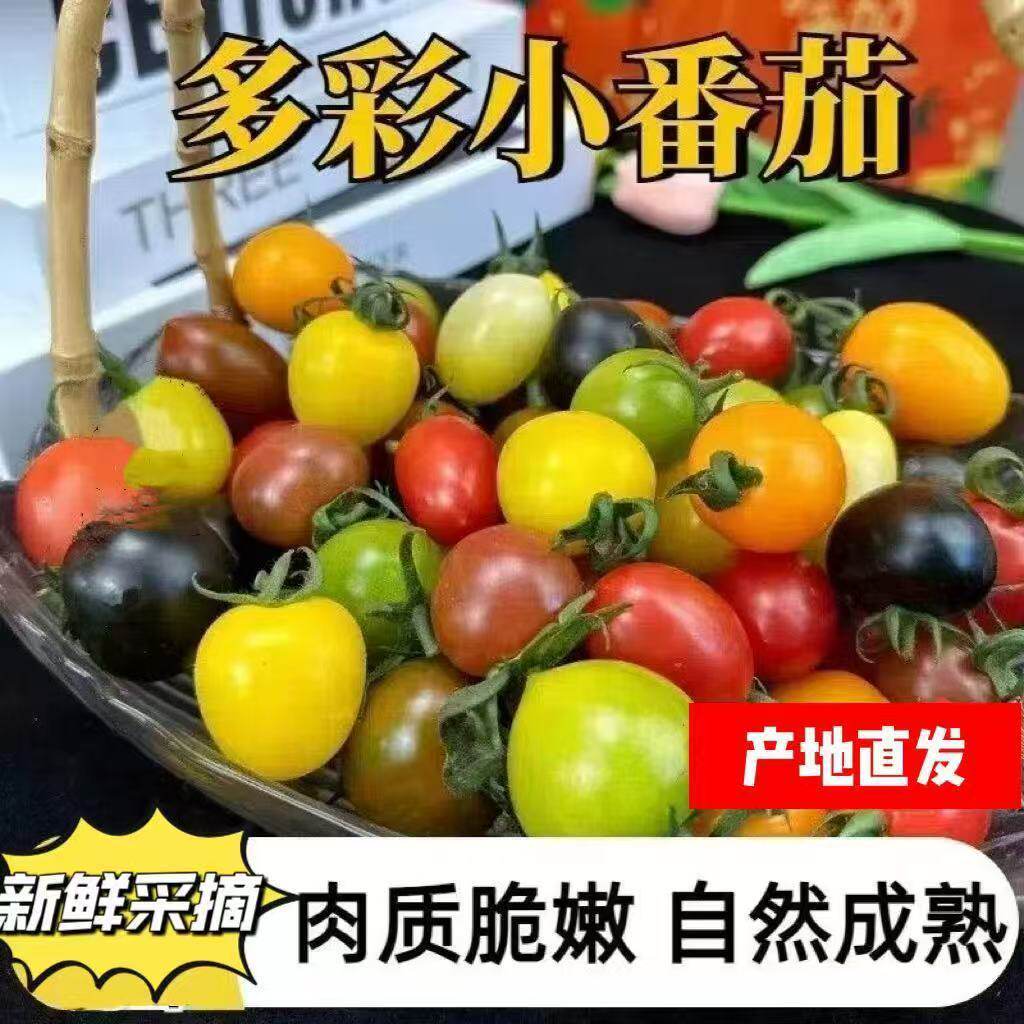 七彩小蕃茄茄随机发货三色圣女果小西红柿樱桃小番茄新鲜水果现摘