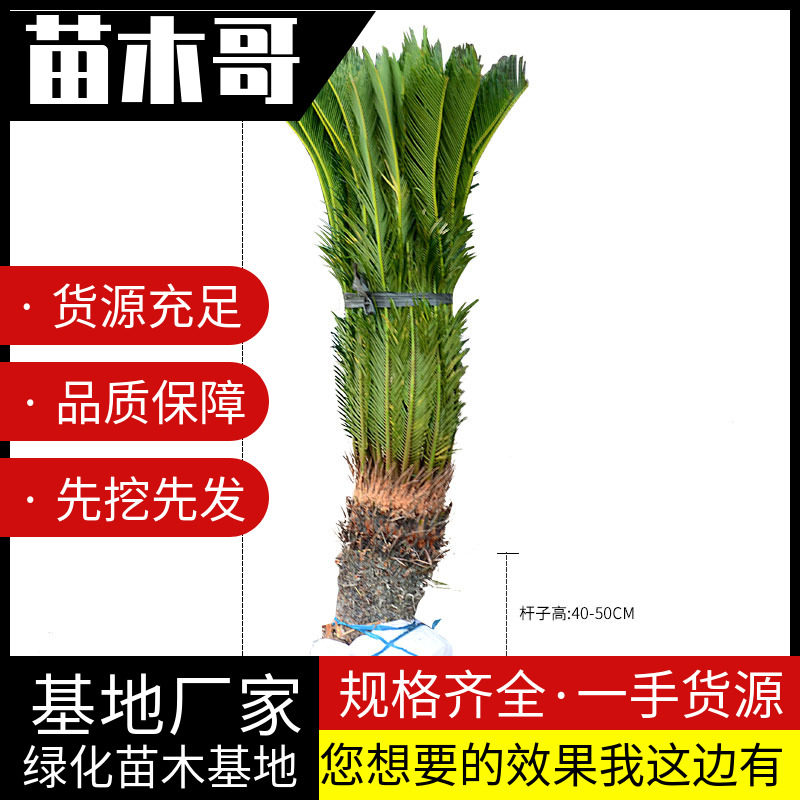 热销速发铁树b盆景 四季常青 客厅阳台庭院植物花卉绿植盆景吸收