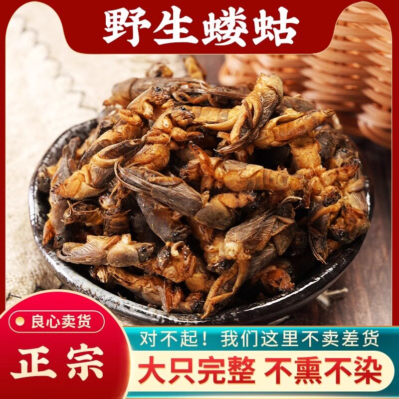 蝼蛄中药500g新货蝼蛄干东北野生蝲蝲蛄干地拉蛄天蝼土狗子蝼蛄粉