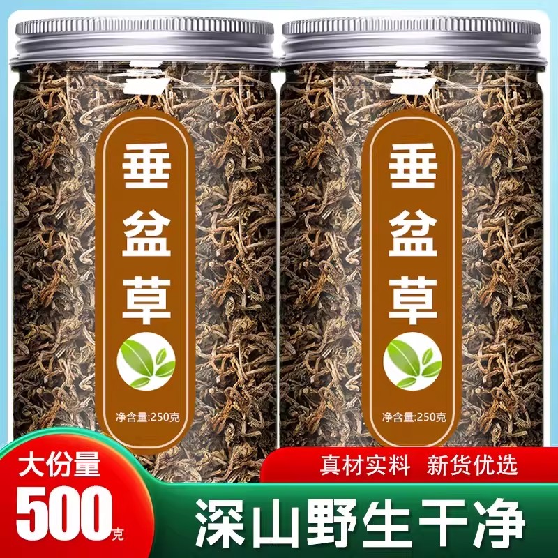 垂盆草中药材正品官方旗舰店新鲜野生药用可食用新锤盆草干货泡茶