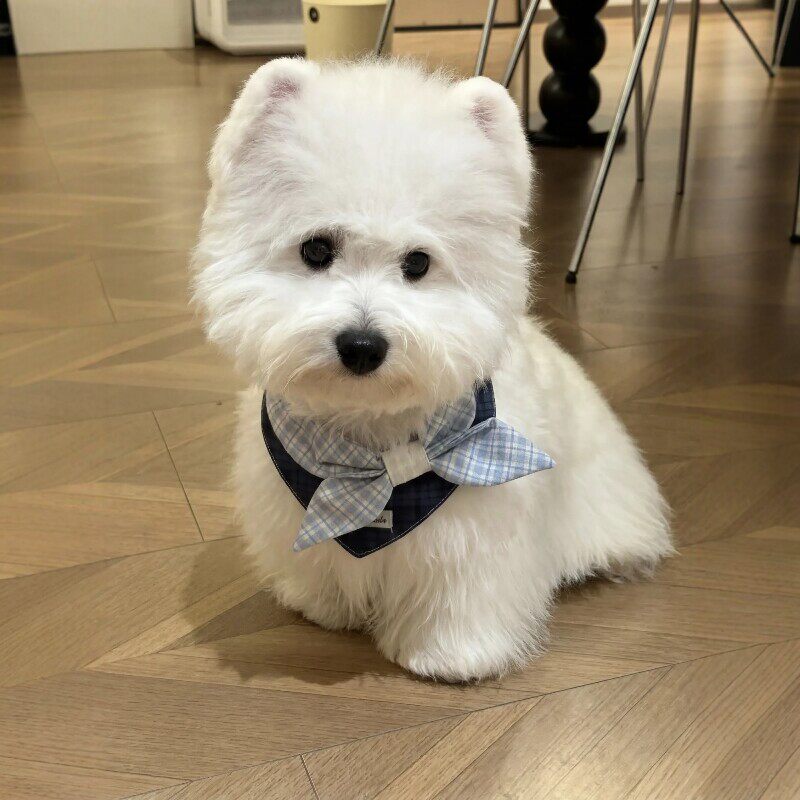 狗狗口水巾宠物围脖小狗围兜衣服小配饰猫咪围脖小型犬比熊西高地