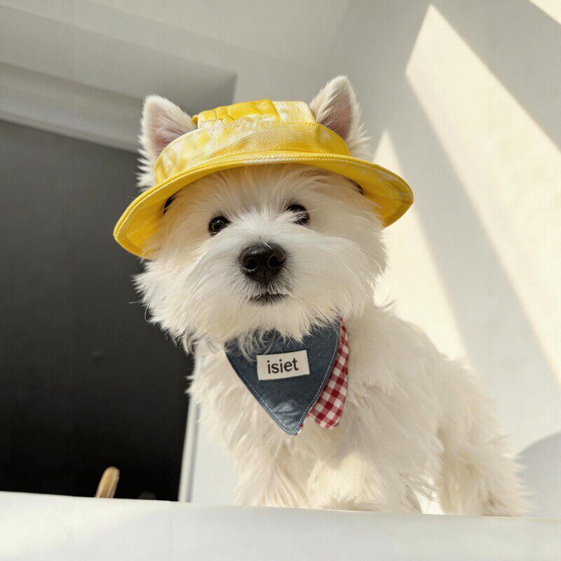 狗狗帽子宠物头套装饰露耳朵可爱夏季防晒太阳帽头饰德文猫渔夫帽