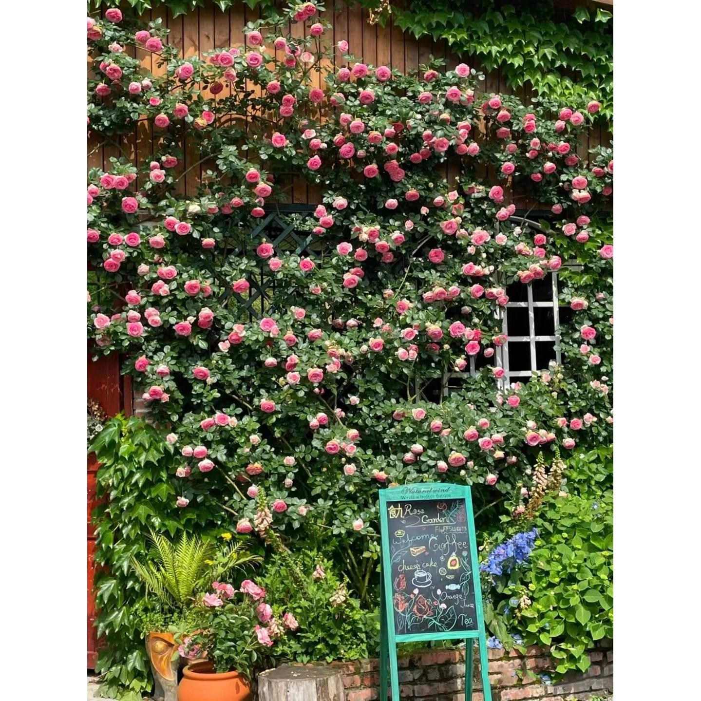 雅萱园艺蔷薇花苗藤本月季特大花爬藤植物四季开花卉盆栽玫瑰老桩