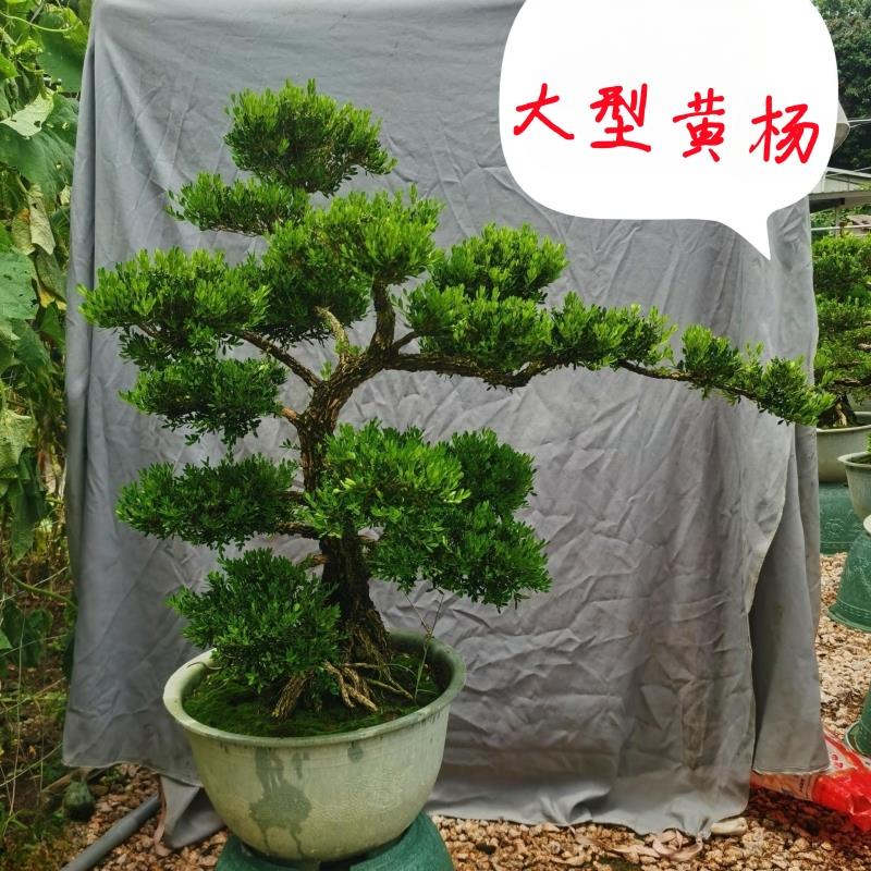 名贵小叶黄杨造型树老桩 四季常青皱皮黄杨木盆景矮桩高端摆件