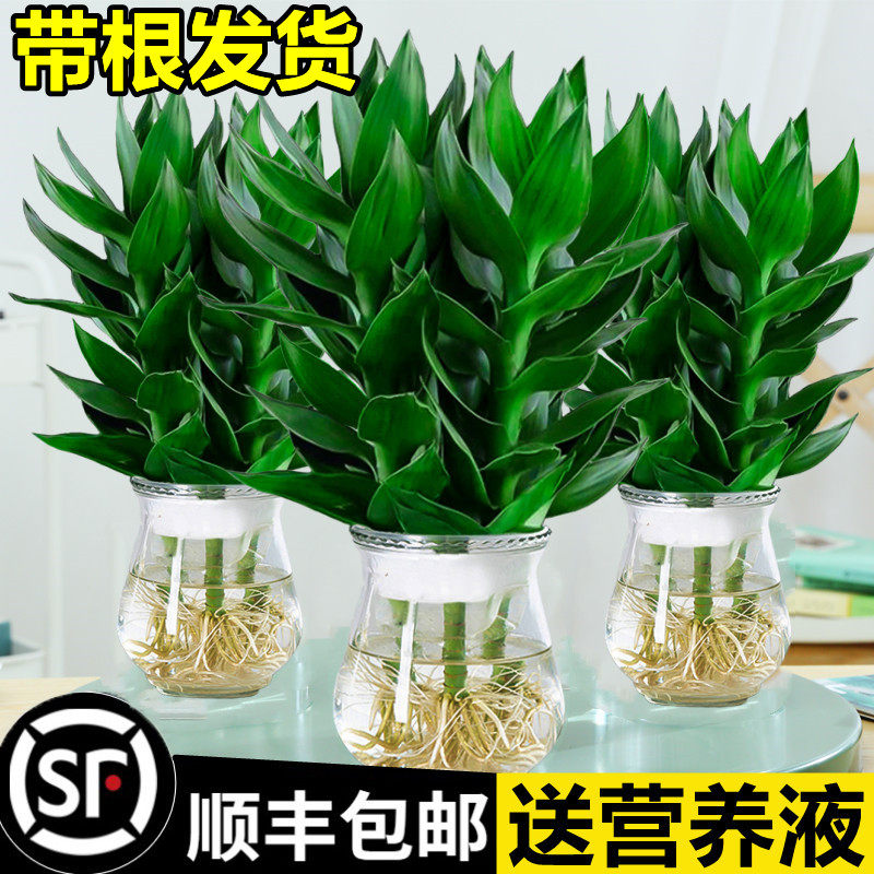 热销观音竹富贵竹水培植物带根花卉绿植绿萝室内盆栽转运竹带花瓶