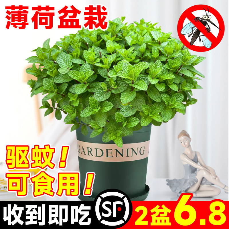 热销薄荷盆栽可食用水培柠檬猫薄荷室内驱蚊吸净化空气花卉植物迷