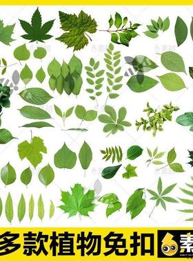 绿色树叶绿叶子树枝植物绿色边框夏天ps免扣图片png免抠背景素材
