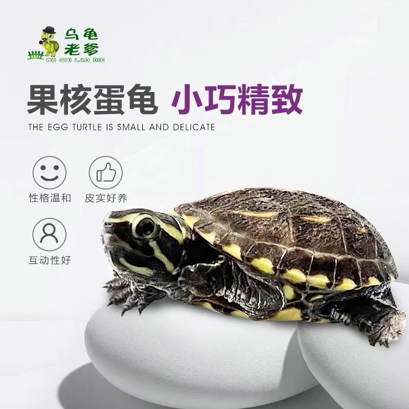 龟友天下果核龟类包孵化