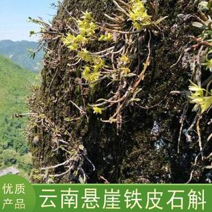 山老林石头缝铁皮石斛(崖非大棚XOQ种深植壁)多拍多送