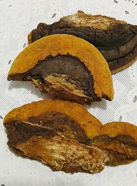 长NMW白山野生杨桑品黄采灵芝正深山摘250克整树枝东北金边桑黄