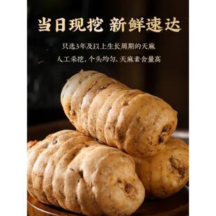 天麻新鲜天麻野生特正宗态云南天PBF麻级通小草坝生天麻礼盒装昭