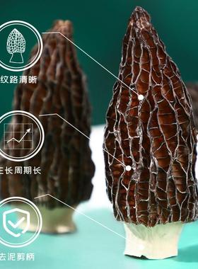 富昌羊肚菌 150鲜gVHS云南特产蘑干干货菇新羊肚菌菌菇菇类煲汤食