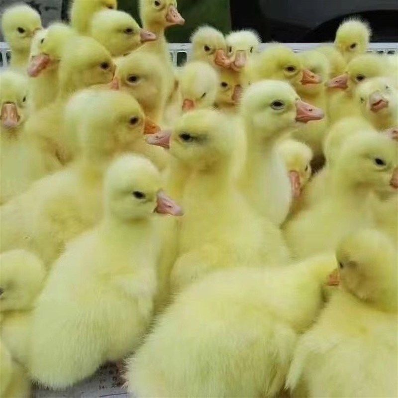 鹅活苗一斤产蛋王皖西四季浙东鹅狮头鹅三花鹅脱温大白鹅苗宠物鹅,宠物/宠物食品及用品,宠物鸭,淘宝优惠券,粉丝福利购,淘宝优惠卷