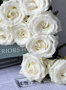 A级骄傲单头玫瑰家用水培鲜切花雪山白荔枝插瓶花云南基地直发