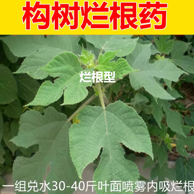 灭杀除构树谷皮树假杨梅构桃树灌木丛拉拉藤蔓农用除草剂烂根农药