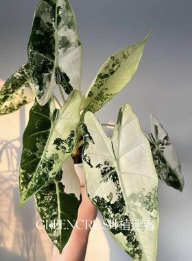 绿色天鹅绒绿天鹅锦海芋绒毛质感花叶带锦植物绿鹅锦绿植植迷者