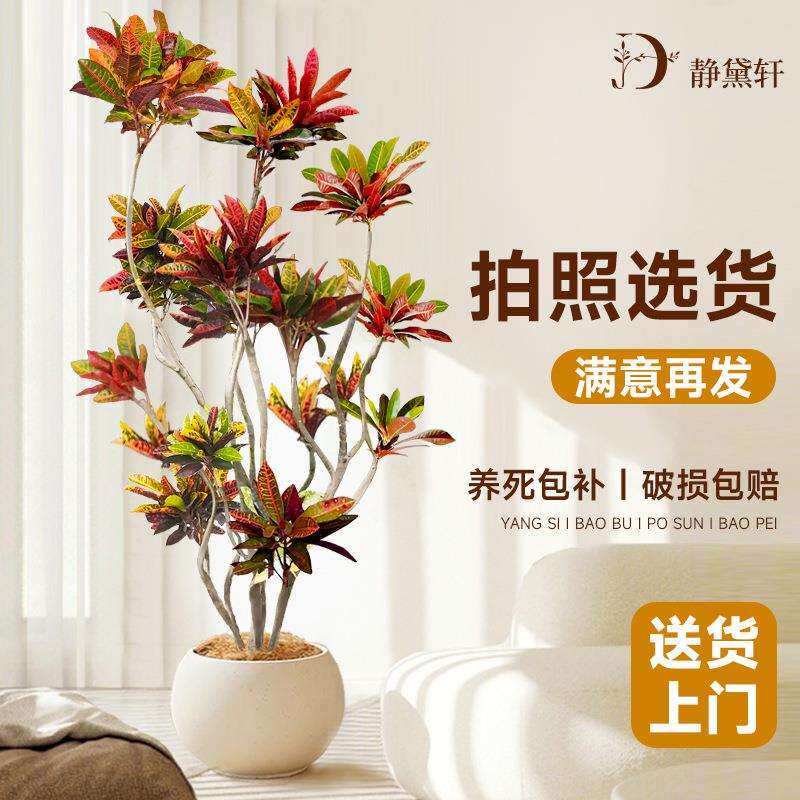 变叶木室内大型绿植盆栽真树洒金榕旺宅好养大号客厅喜阴四季造景
