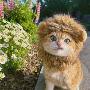 猫咪宠物狮子头套帽子狗狗cosplay服饰可调节魔术贴款 扮 万圣节装