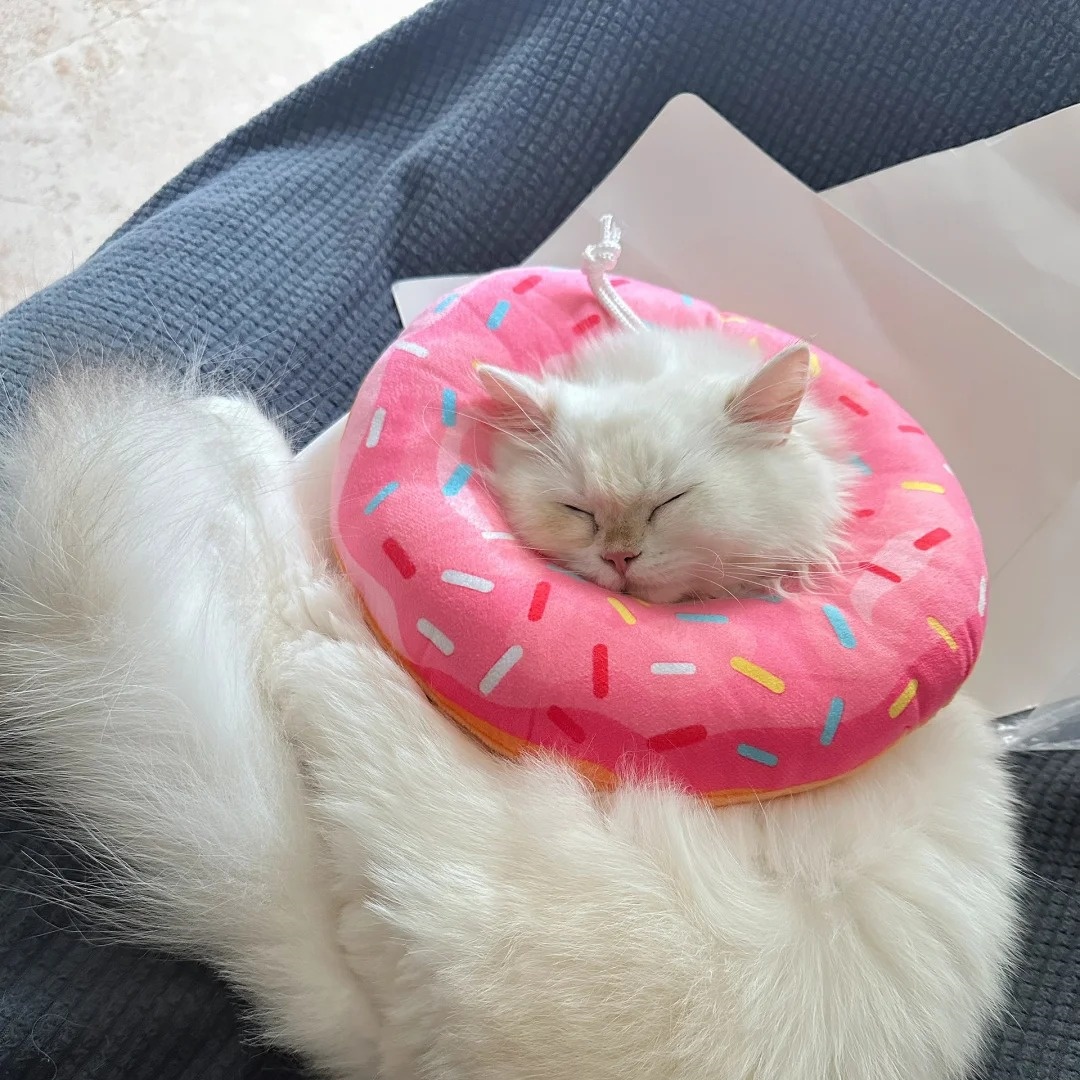 伊丽莎白宠物项圈甜甜圈头套