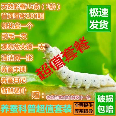 套装虫子生养工具子桑学生蚕宝宝小动物养蚕活体宝宝宝活桑蚕