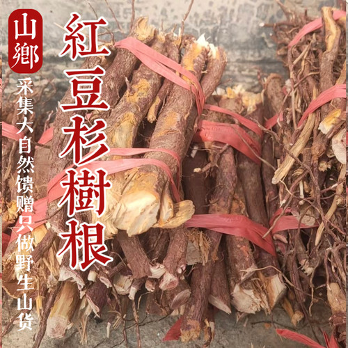 宜兰山红/豆杉根炖排骨红/豆杉果