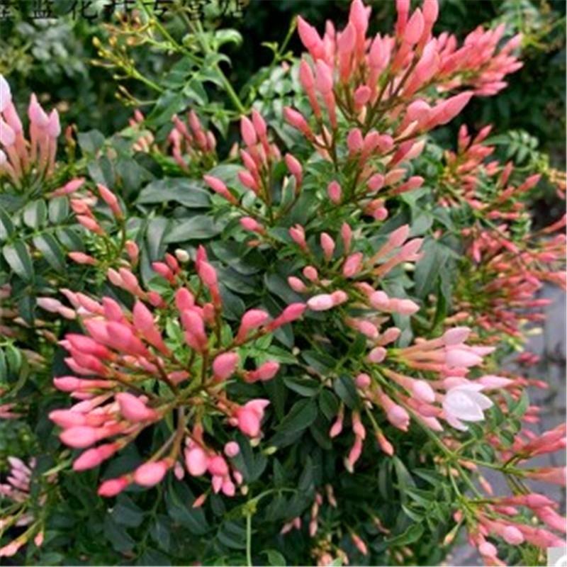 素馨花鸡爪花丁香花盆栽阳台庭院花卉多年生木本芳香植物爬藤包邮